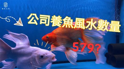 養魚隻數|養風水魚數量攻略：命格五行對應養魚條數 